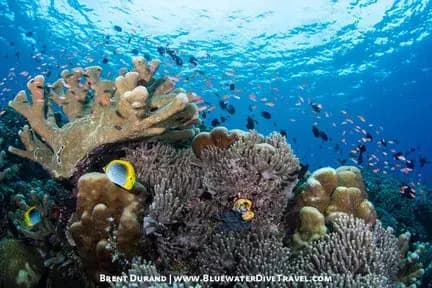 Lembeh Trip Extensions Lembeh Trip Extensions