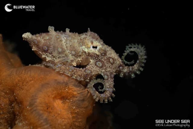 Lembeh & Bangka Macro & Blackwater Workshop August 2027 Lembeh & Bangka Macro & Blackwater Workshop August 2027