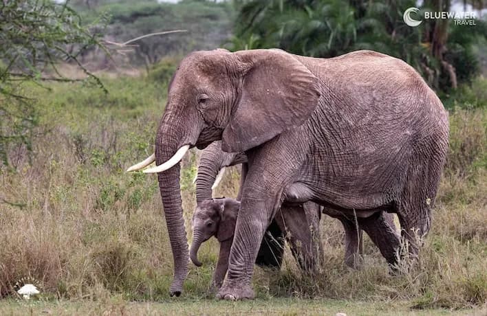 Tanzania Big Game Safari August 2028 - image Tanzania Big Game Safari August 2028 - image