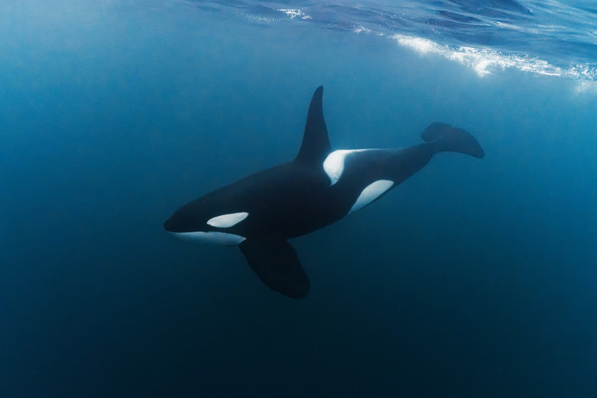 Mobula Trip Extensions Mobula Trip Extensions