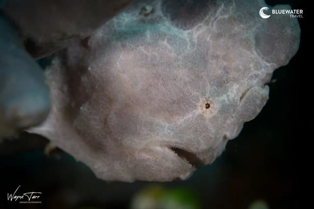 Anilao Philippines Ultimate Photo Workshop April/May 2028 Anilao Philippines Ultimate Photo Workshop April/May 2028