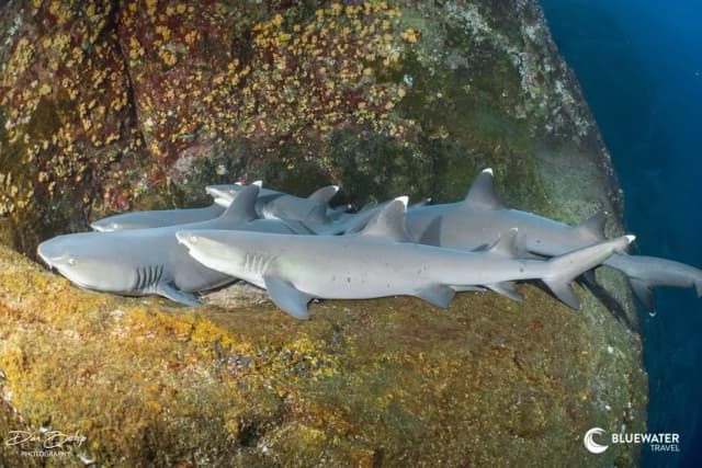 Socorro Warm Water Pelagic Trip 2027 Socorro Warm Water Pelagic Trip 2027