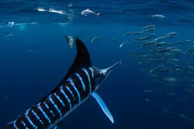 Baja Trip Extensions Baja Trip Extensions