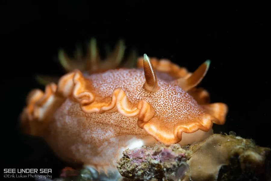 Anilao Photo Workshops Spring 2026