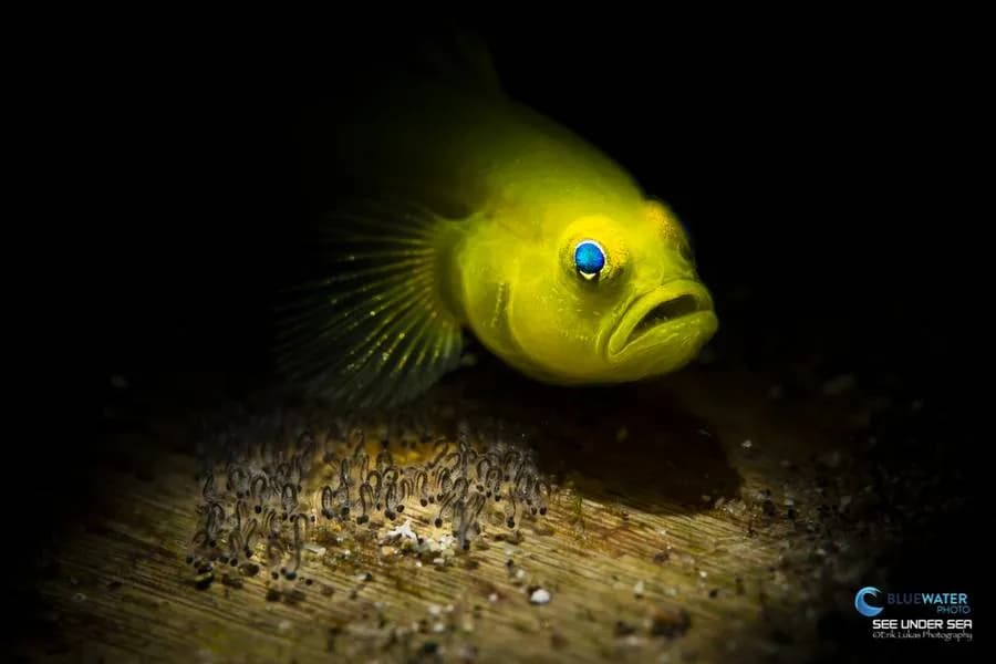 Anilao Photo Workshop December 2025