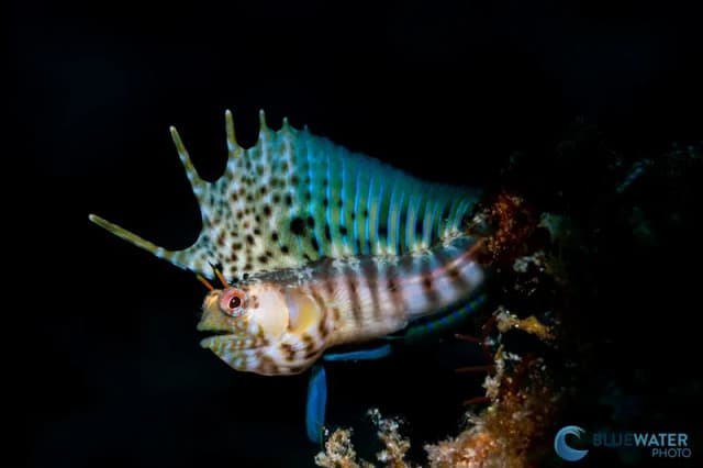 Ultimate Whale Shark & Sea Lion Sea Of Cortez Trip 2026 Ultimate Whale Shark & Sea Lion Sea Of Cortez Trip 2026