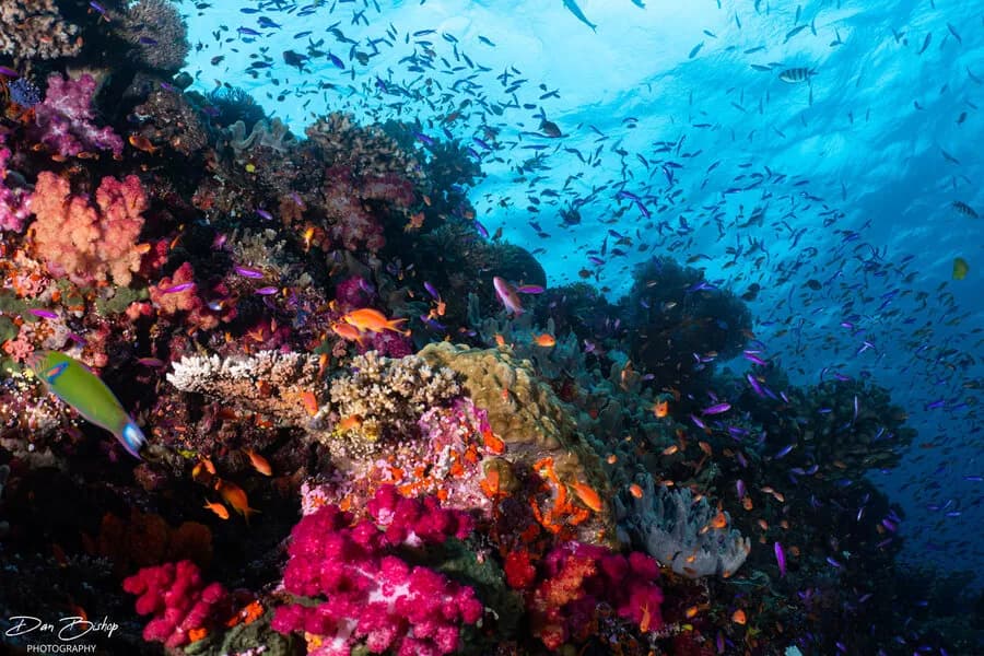 Vibrant corals in underwater Fiji