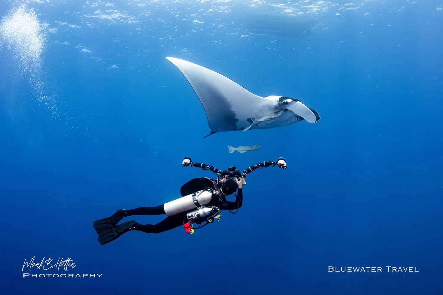 A divers swims under a manta ray