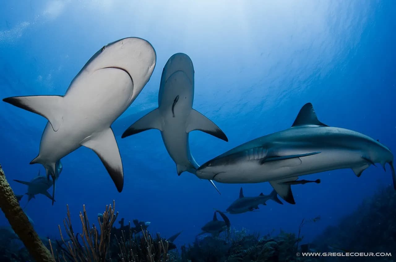 Turks and Caicos Turks and Caicos