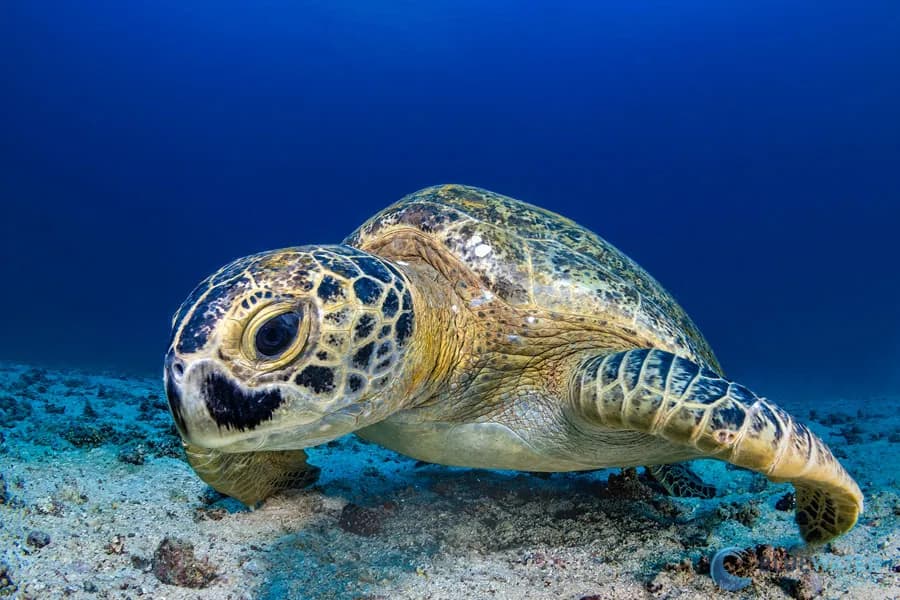 No alternative text provided No alternative text provided