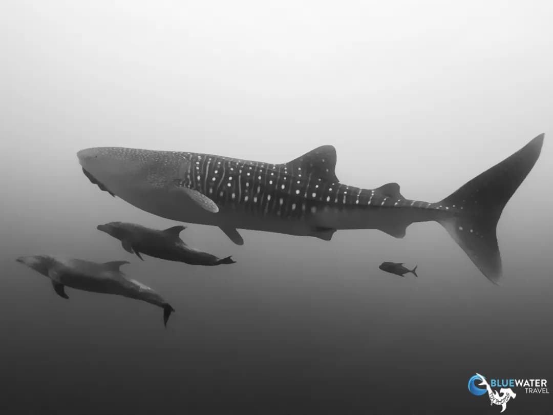 Whale shark in socorro