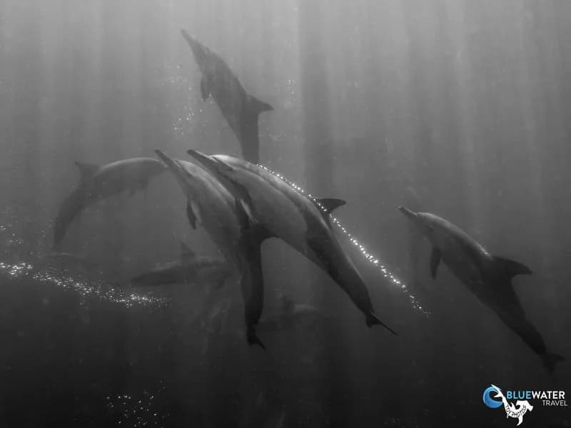 South Africa South Africa