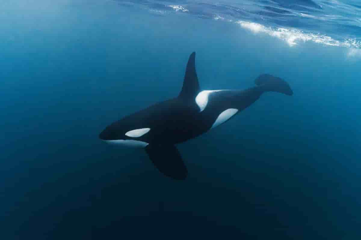 Thumbnail 1 Thumbnail 1