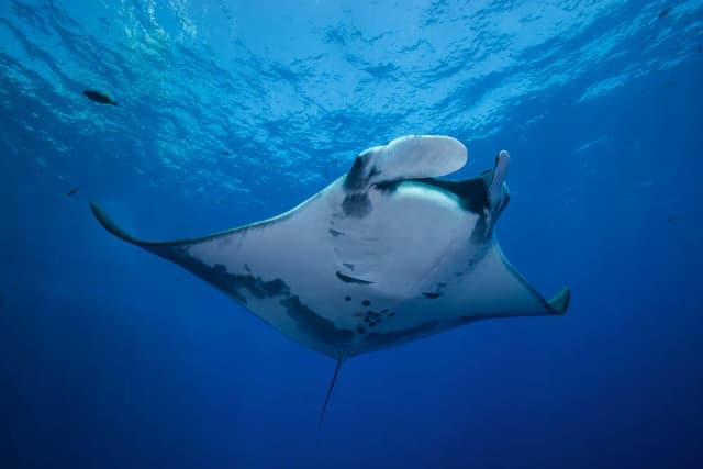 Komodo & Bali Liveaboard Adventure 2026 Komodo & Bali Liveaboard Adventure 2026