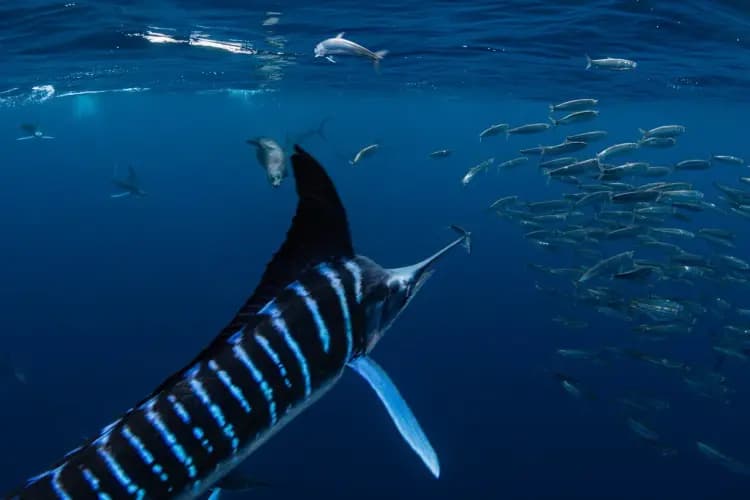 Baja Trip Extensions Baja Trip Extensions