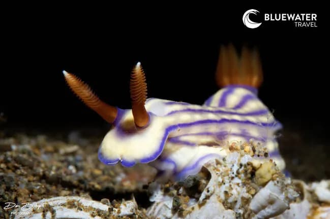 A nudibranch in the sand