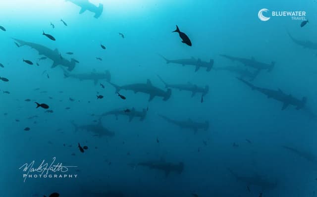 Galapagos Spectacular Hammerhead; Manta; Mola And Marine Iguana Trip 2028 Galapagos Spectacular Hammerhead; Manta; Mola And Marine Iguana Trip 2028