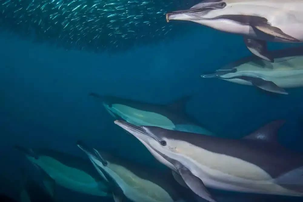 Dolphins near the bail ball