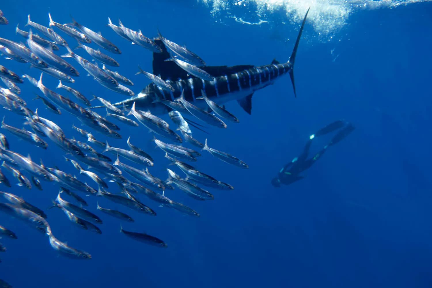 Magdalena Bay Sardine Run