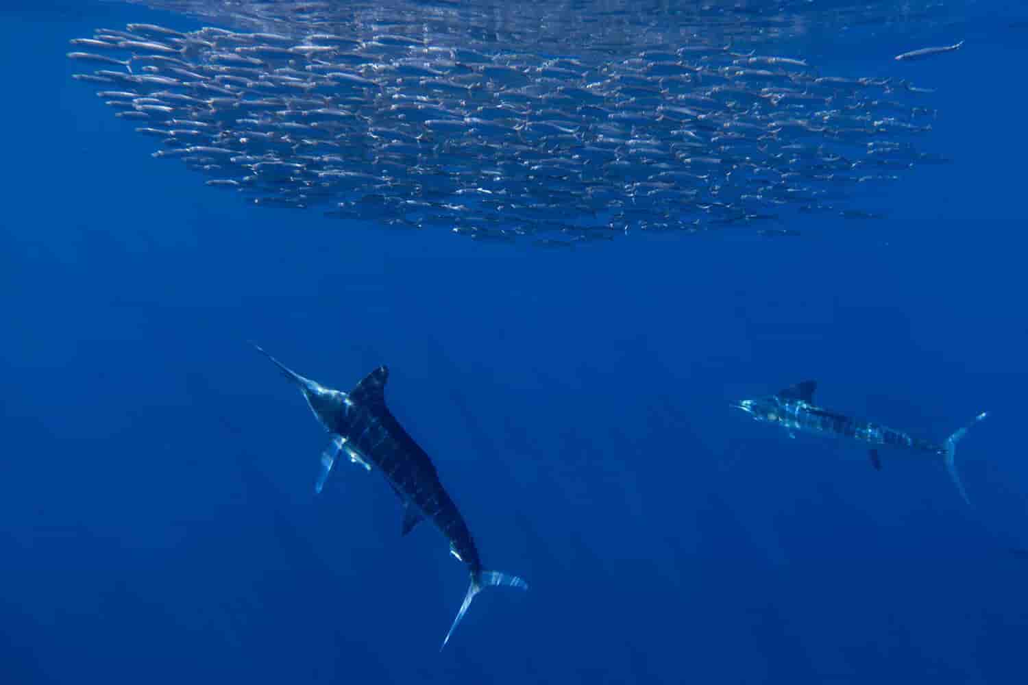 Thumbnail 10 Thumbnail 10