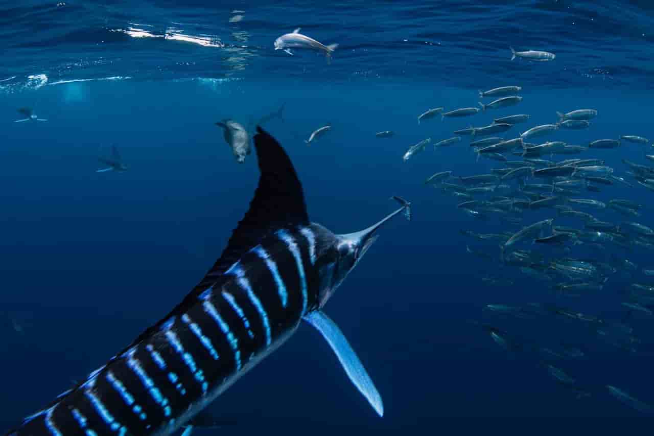 Thumbnail 1 Thumbnail 1