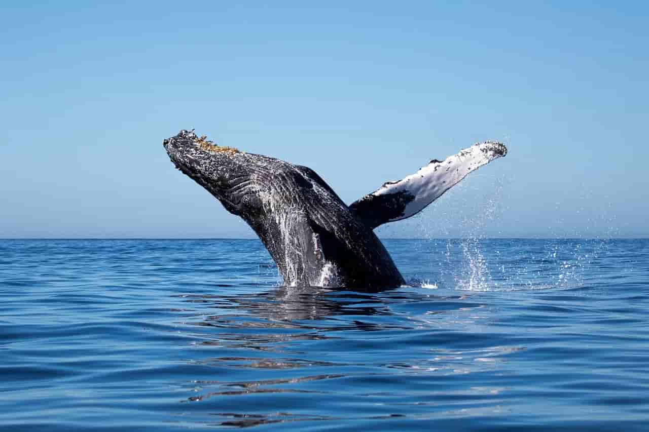 Thumbnail 4 Thumbnail 4