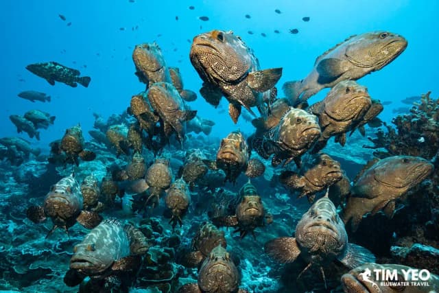 Fakarava Grouper Spawning Trip June 2028 Fakarava Grouper Spawning Trip June 2028