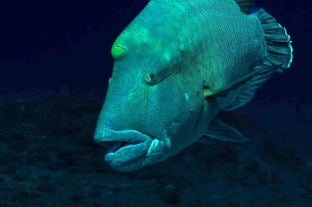 Palau Bumphead Spawning Trip 2028 Palau Bumphead Spawning Trip 2028