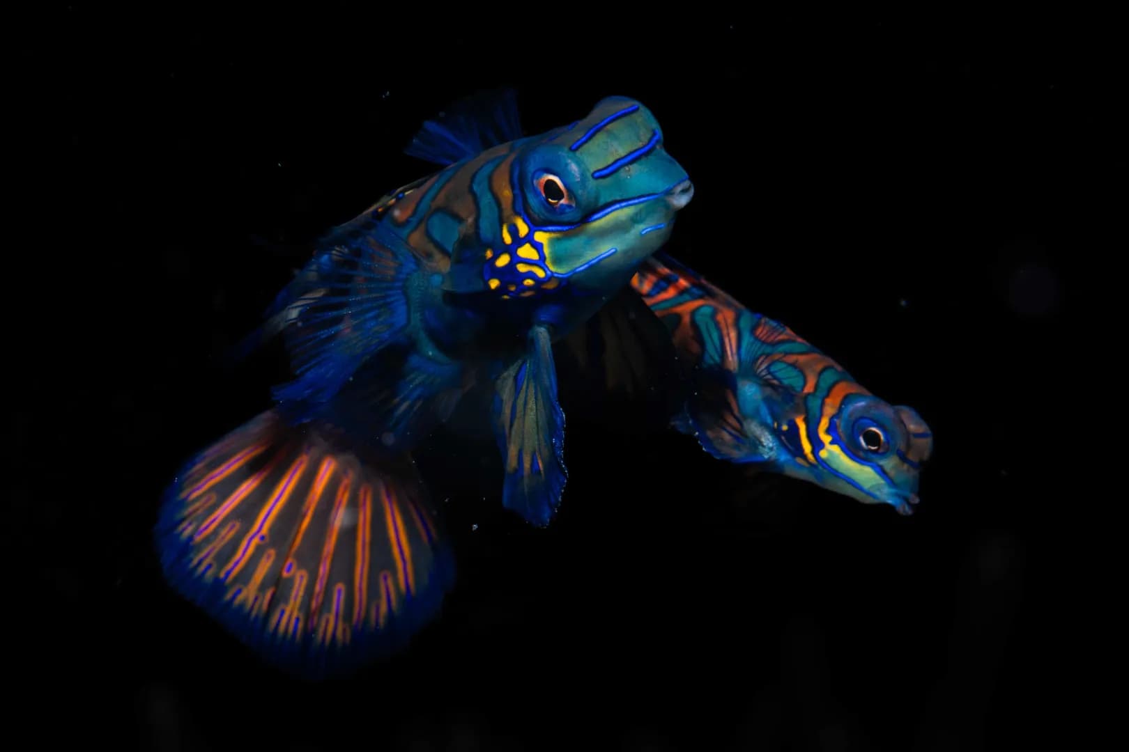 Carousel - image Carousel - image