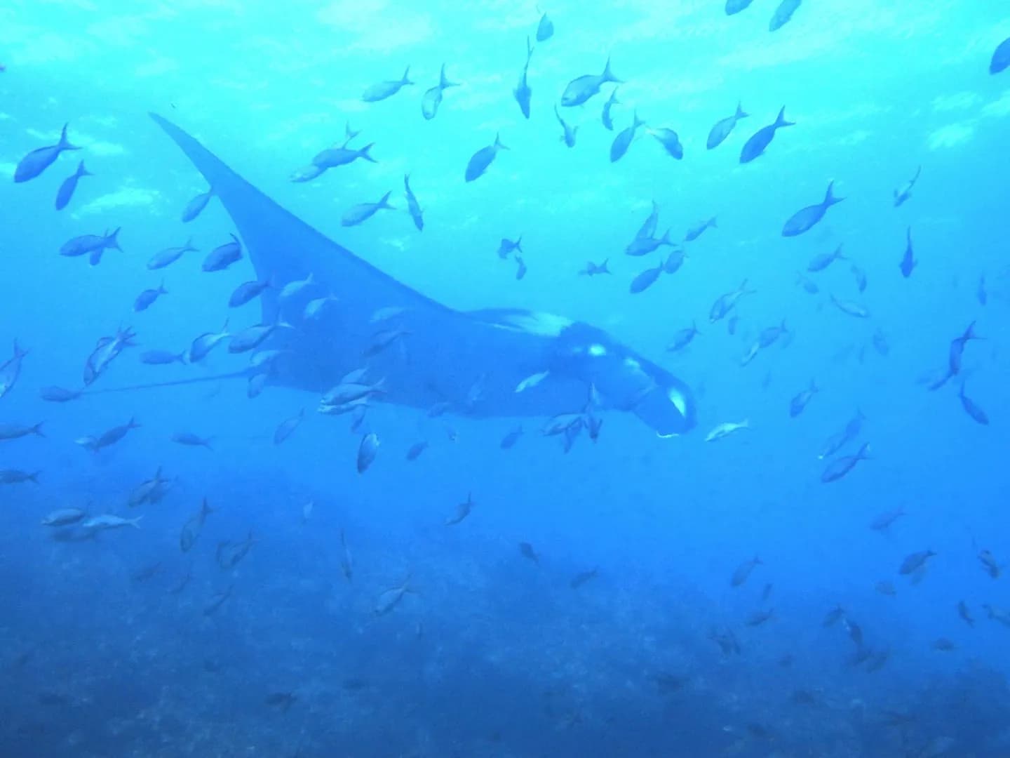 Nortada Liveaboard - image Nortada Liveaboard - image