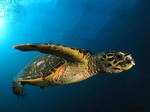 Manthiri Maldives - image Manthiri Maldives - image