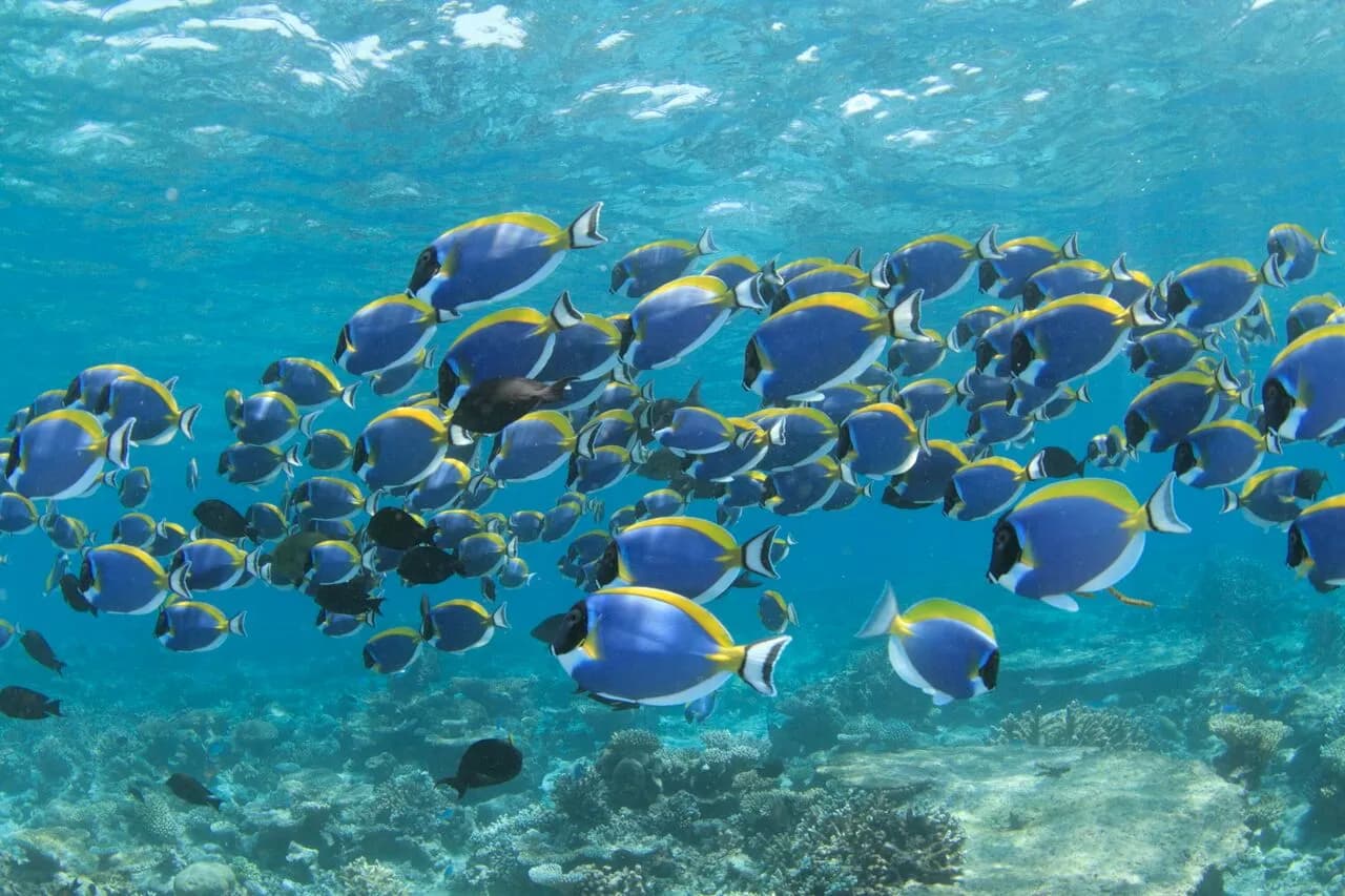 Fun Azul Liveaboard - image Fun Azul Liveaboard - image