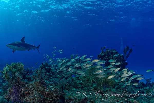 Bahamas Master - image Bahamas Master - image