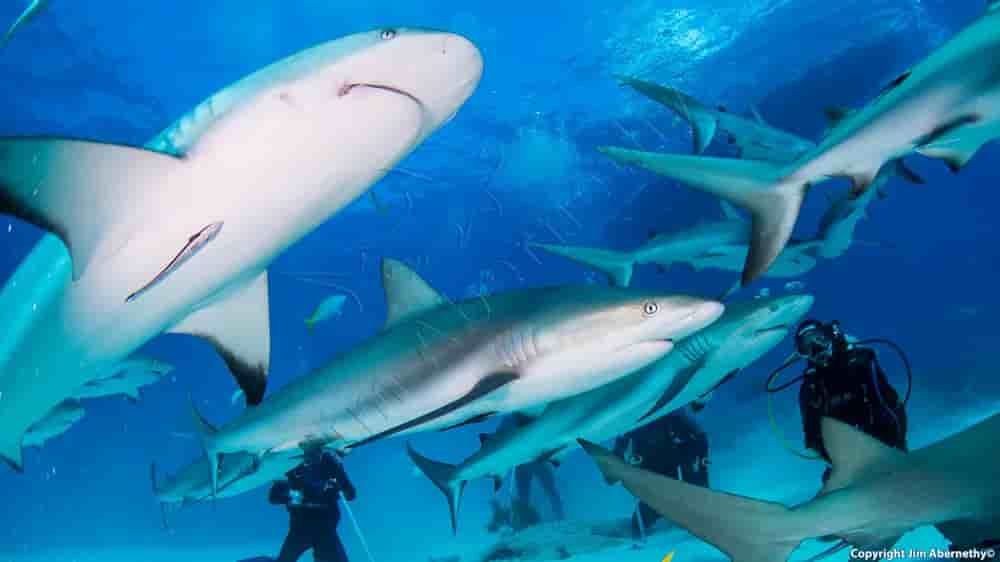 Thumbnail 4 Thumbnail 4