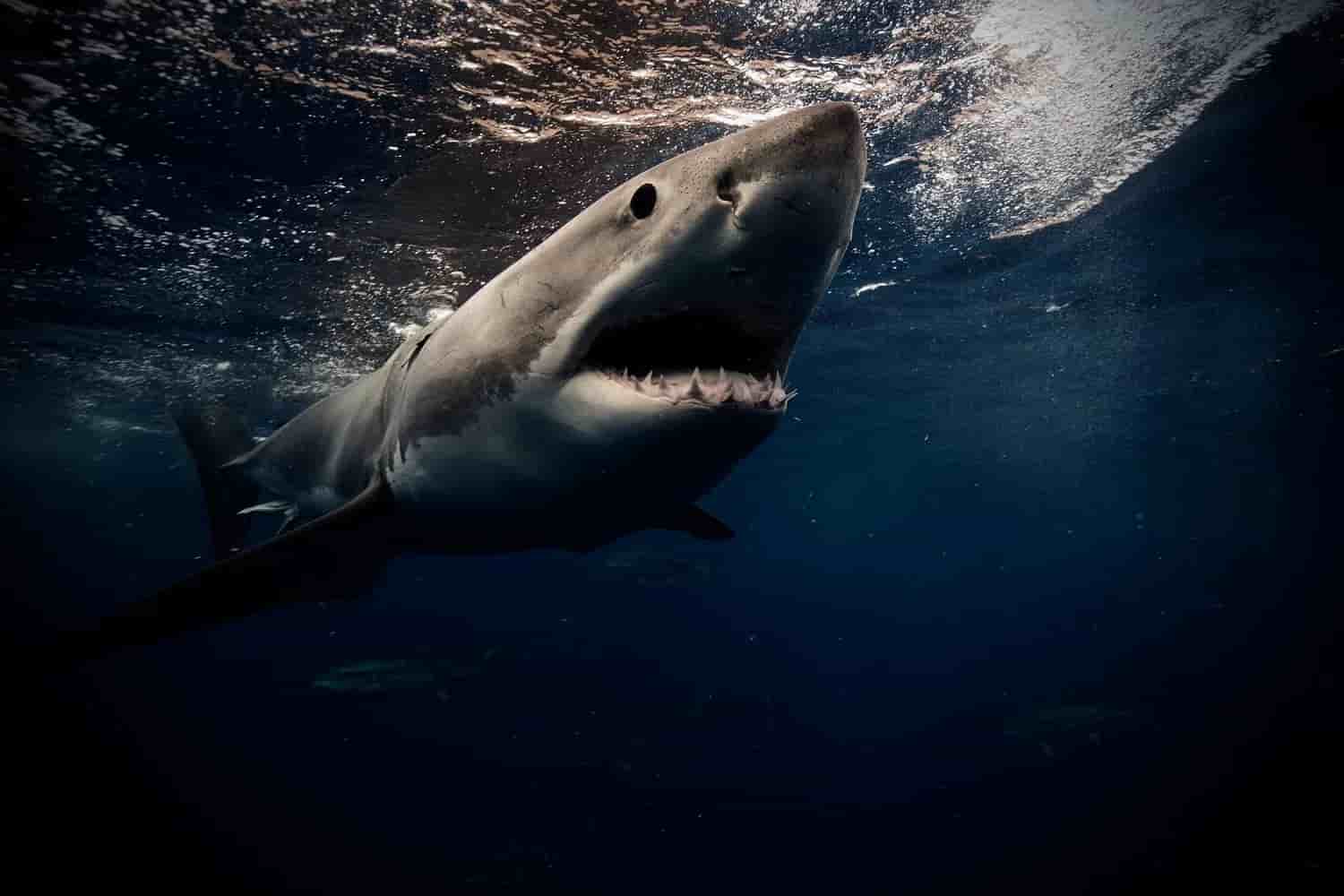 Thumbnail 10 Thumbnail 10