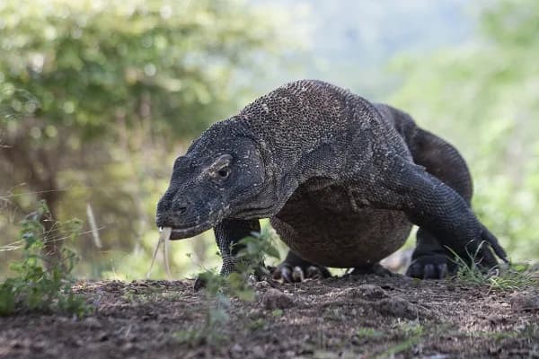 A komodo dragon walks the land