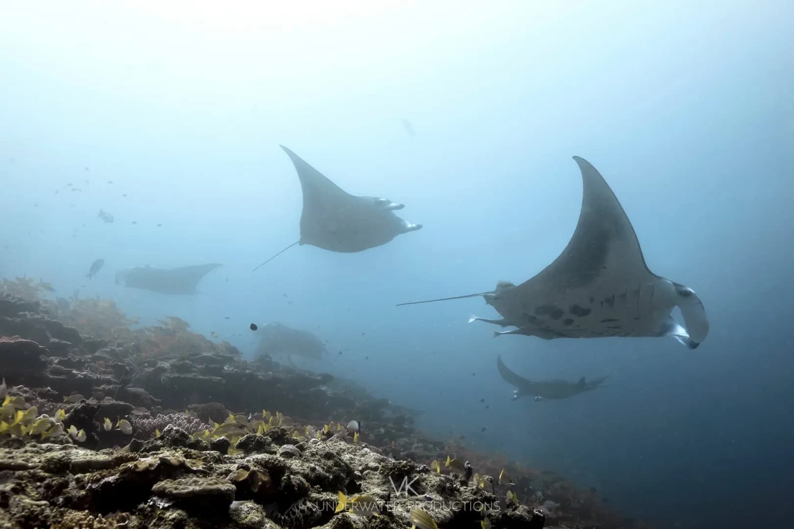 Marselia Star - image Marselia Star - image