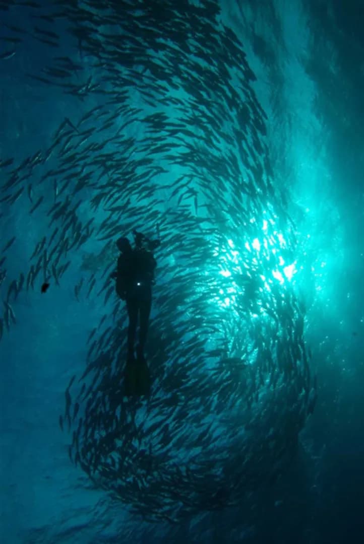 Damai I (Dive Damai Liveaboard)