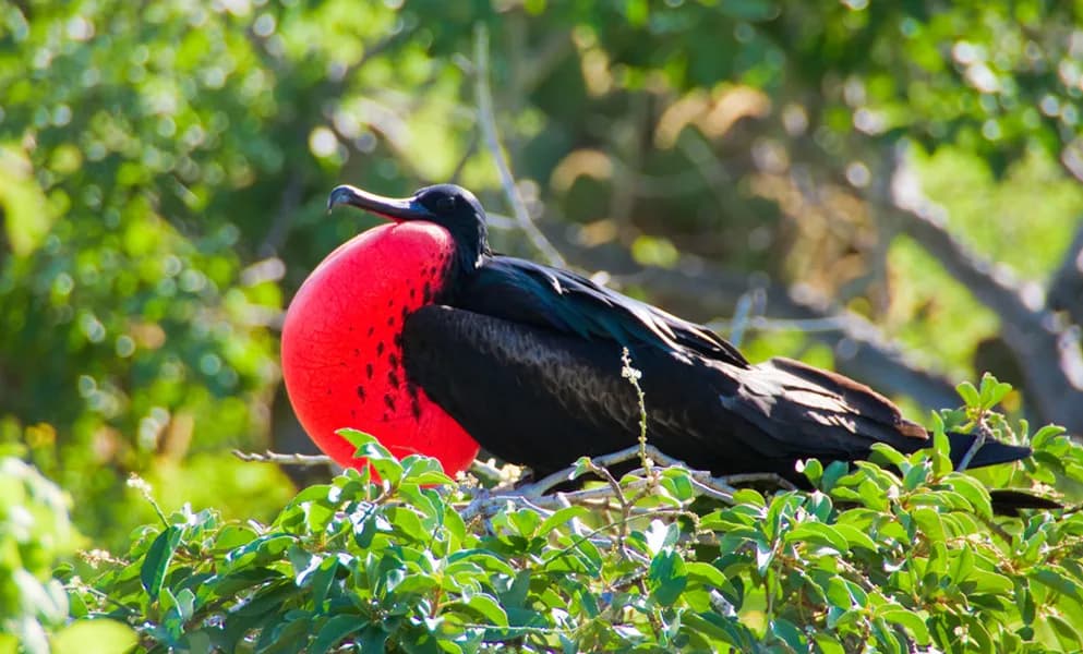 A colorful bird from the Galapagos