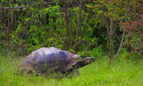 A tortoise makes its way across