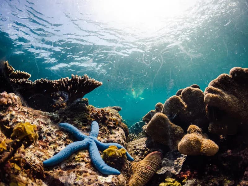 Nataraja Liveaboard - image Nataraja Liveaboard - image