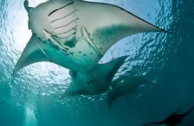 Scuba diving from the Carpe Diem Maldives liveaboard.