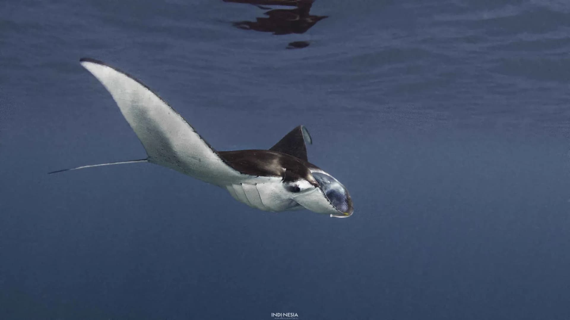A manta ray swims gracefully by