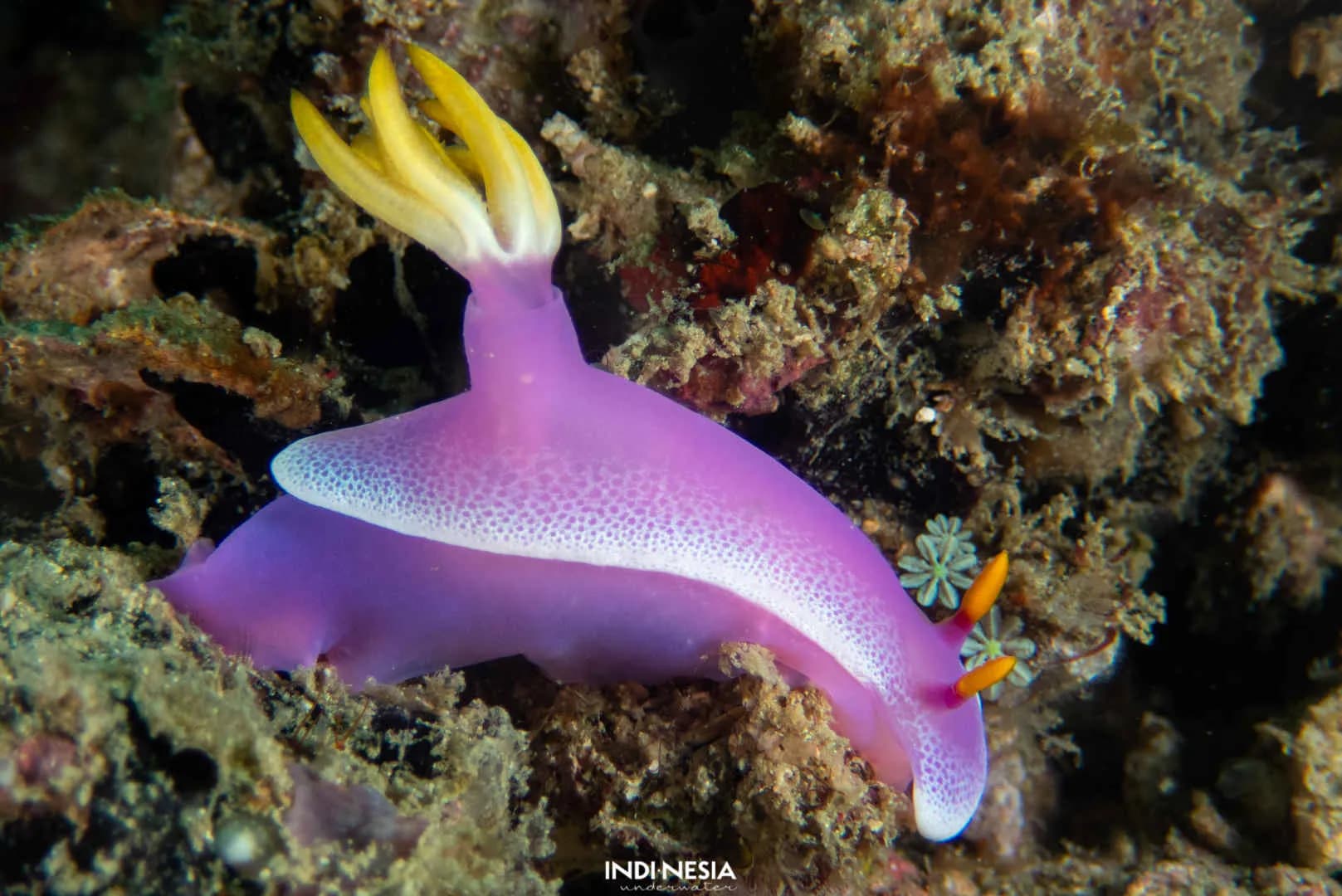 A gorgeous purple nudibranch
