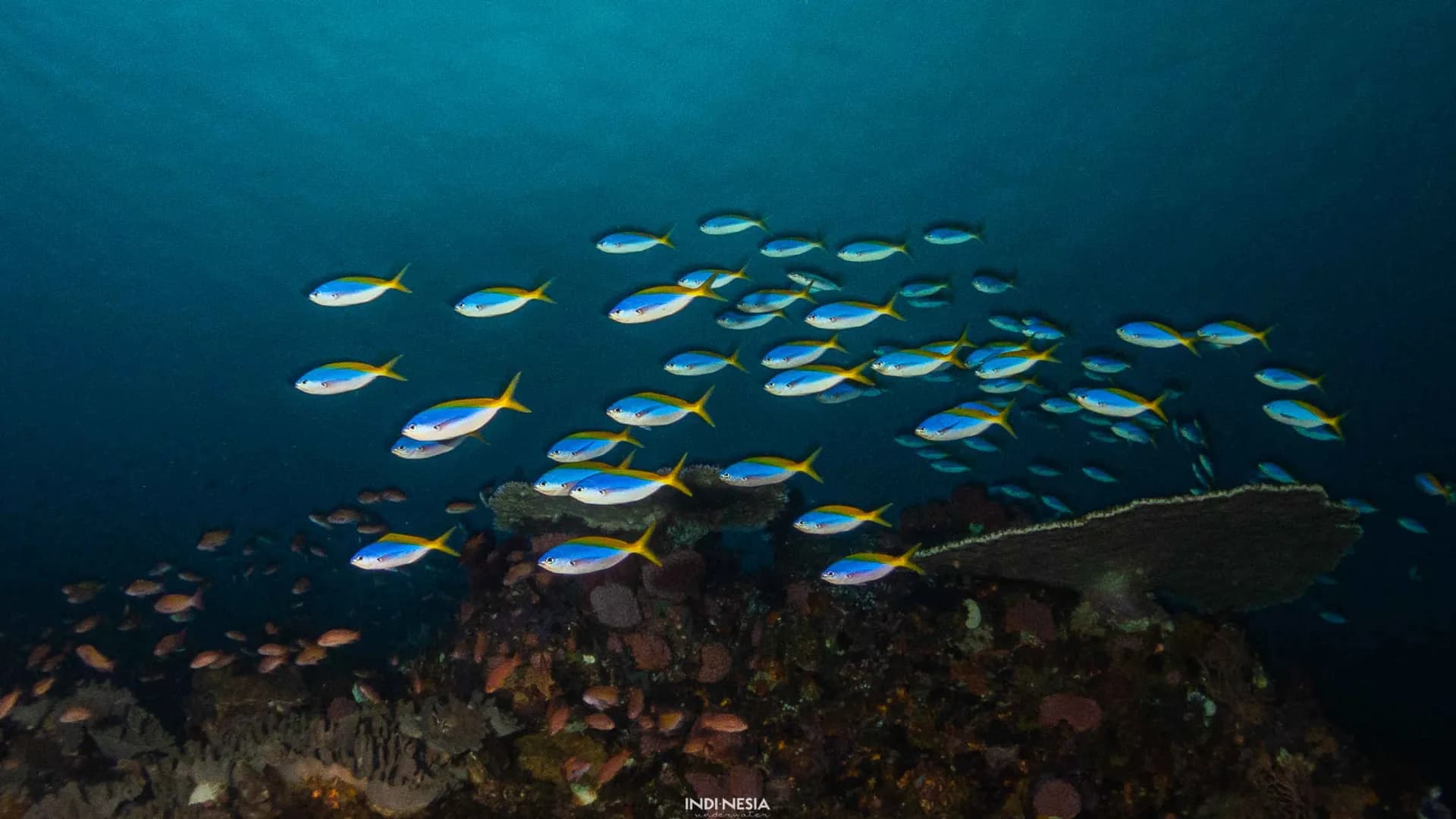A school of fish swim by