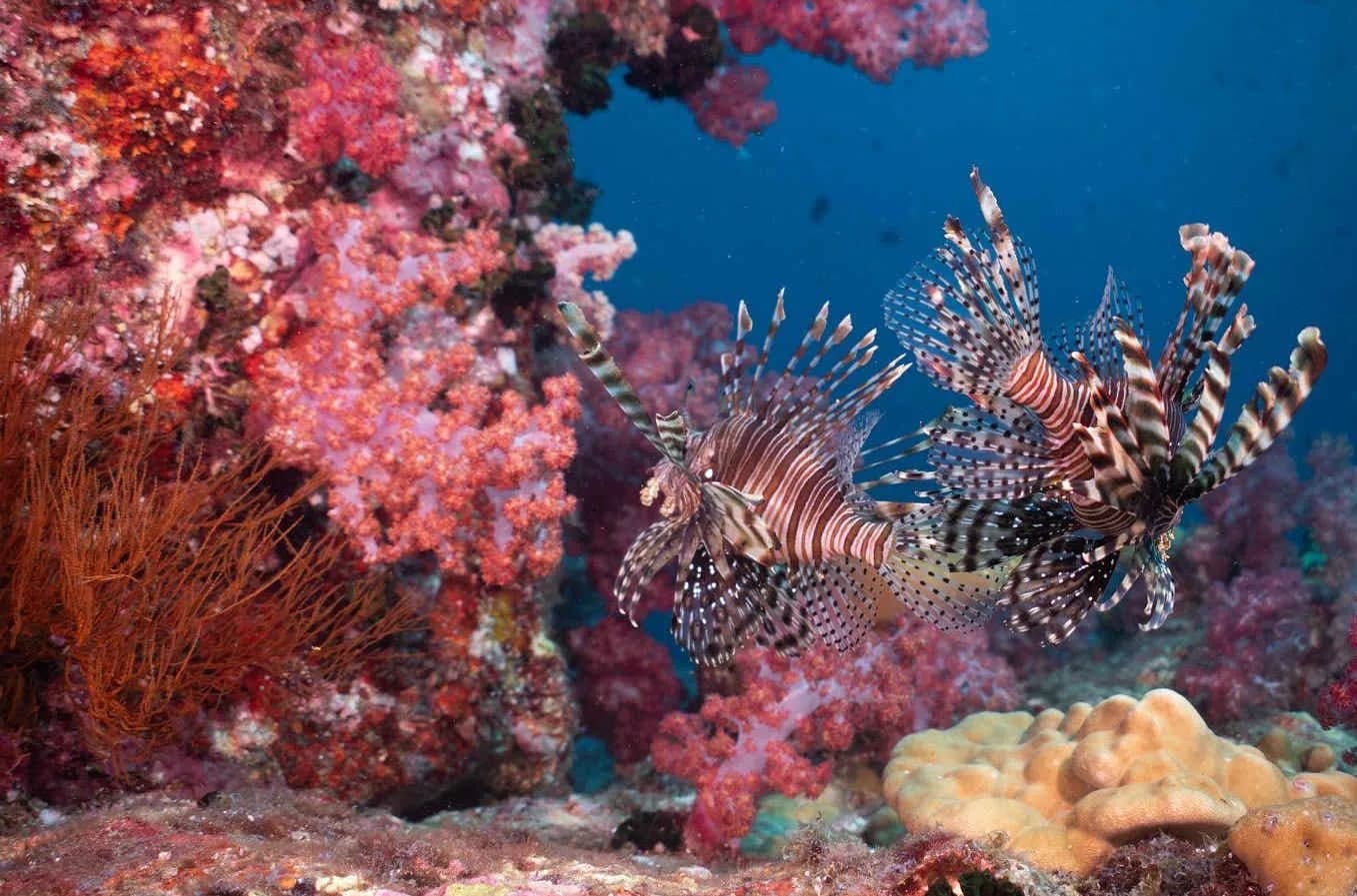 Vanora Liveaboard - image Vanora Liveaboard - image