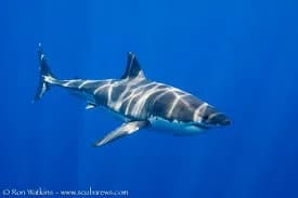 Guadalupe Island Guadalupe Island