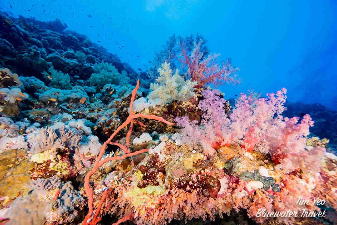 Red Sea Liveaboards - image Red Sea Liveaboards - image