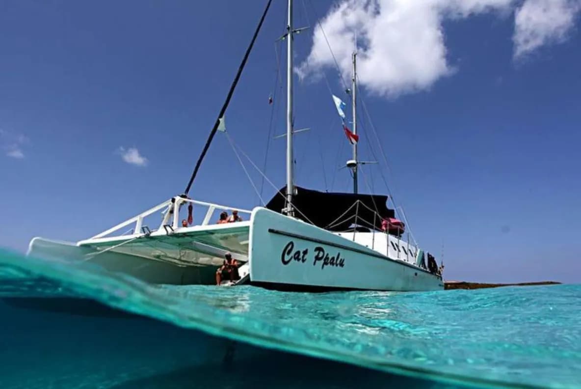 Cat Ppalu - image Cat Ppalu - image