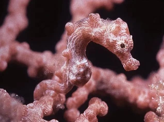 Emperor Bilikiki Emperor Bilikiki